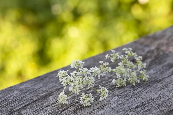 Wiesenpetersilie Auf Altem Notleidenden Holz — Stockfoto