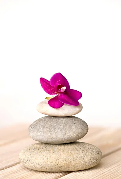 Pink Orchid And Pebble Zen Style Still — Stock Photo, Image