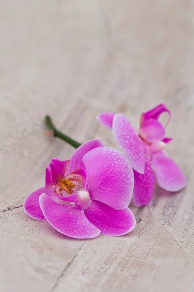 분홍색 난초 꽃 - 여전히 살아 있다 — 스톡 사진