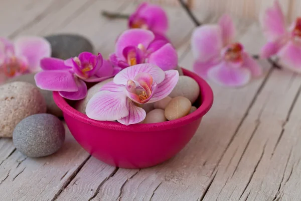 Rózsaszín orchidea csendélet — Stock Fotó