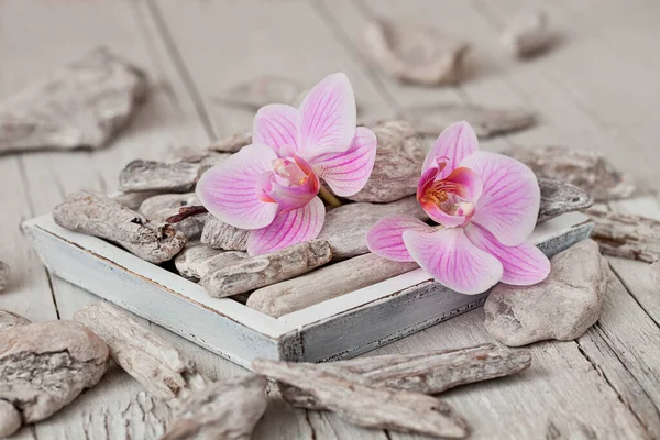 Pink Orchid Flower Driftwood Still Life — Stock Photo, Image