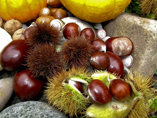 Sticky Autumn Chestnuts Close Up — Stock Photo, Image