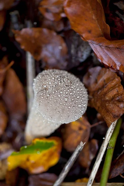 Листья и грибы — стоковое фото