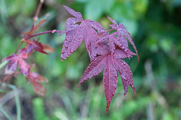 Αυτόματη εντύπωση Close Up Maple Leaf — Φωτογραφία Αρχείου