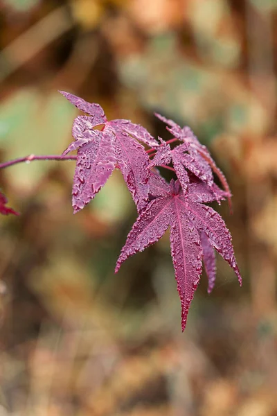 Impressões Outono Passeio Floresta Gotas Água Folha Bordo Colorido Perfeito — Fotografia de Stock