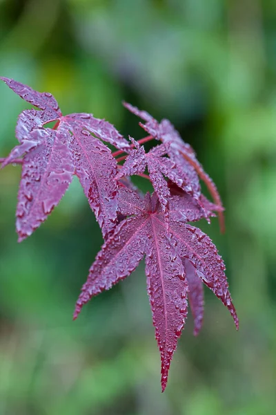 Αυτόματη εντύπωση Close Up Maple Leaf — Φωτογραφία Αρχείου