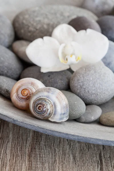 Zen Csendélet orchideával és kagylóval — Stock Fotó