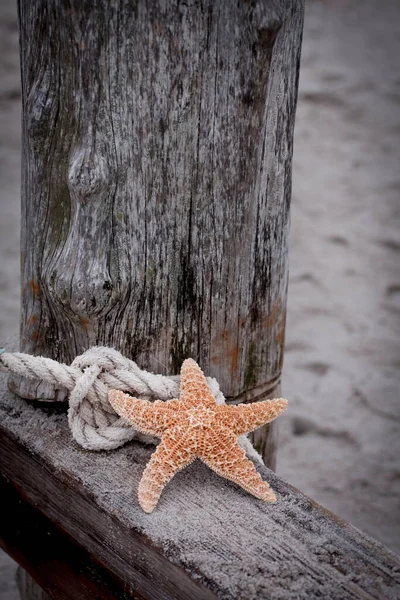 Baltic Sea Impression With Starfish — Stock Photo, Image