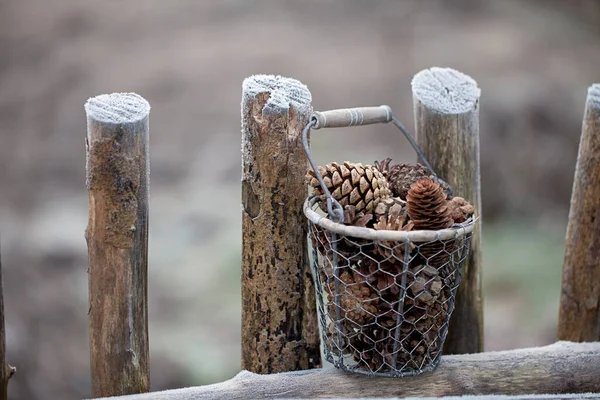 Borovicové kužely Zimní podzimní dojem — Stock fotografie