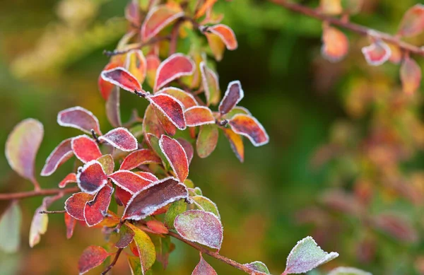 Барвисте осіннє листя крупним планом — стокове фото