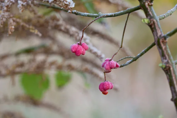 Baies roses Hiver Automne Impression — Photo