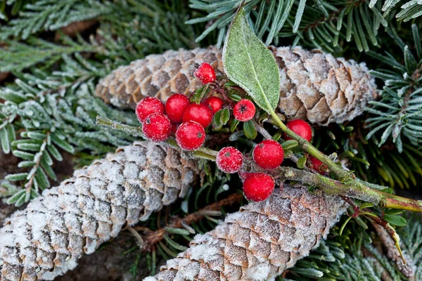 Impresión de otoño de invierno con conos de pino — Foto de Stock