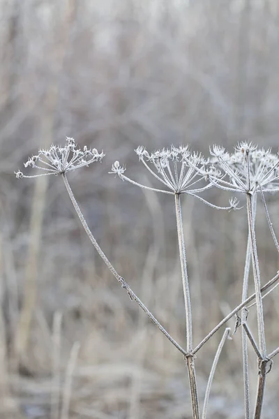 Plantes délicates givrées par une journée froide d'hiver — Photo