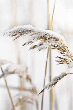 Soğuk bir kış gününde narin buzlu bitkiler.