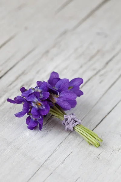 제비꽃을 가까이 서 본 보라색 꽃 — 스톡 사진