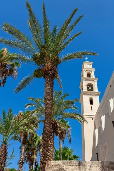 Campanario Iglesia San Pedro Como Través Palmeras Bajo Cielo Azul — Foto de Stock