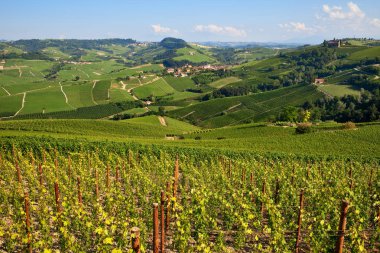 Langhe İtalya'nın üzerinde Yeşil üzüm bağları.