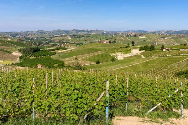 Zielone winnice na wzgórzach Langhe. — Zdjęcie stockowe