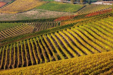 Sıralı sonbahar bağları.
