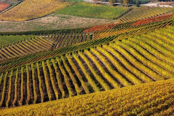 Podzimní vinice v řadách. — Stock fotografie