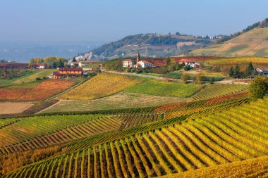 Langhe tepelerinde sonbahar üzüm bağları.