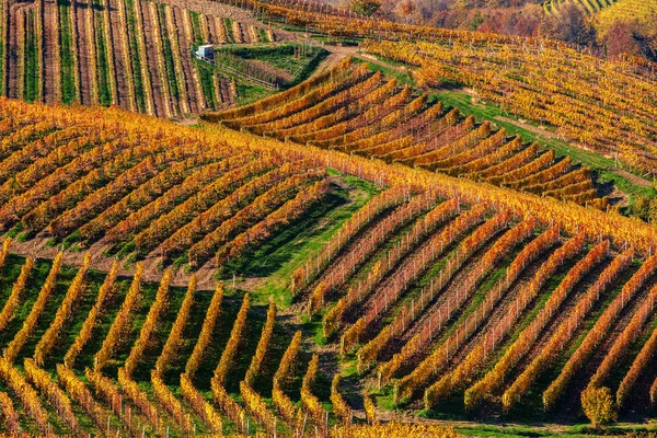 Coloridos viñedos otoñales crecen en hileras en Italia . — Foto de Stock