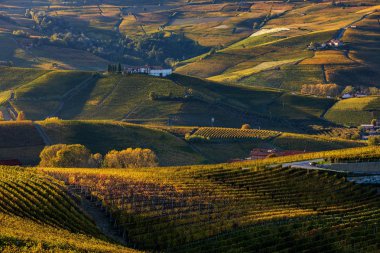 İtalya'da Langhe sonbahar üzüm bağları ve tepeler.