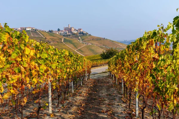 Vignobles automnaux en rangée sur les collines de Langhe . — Photo