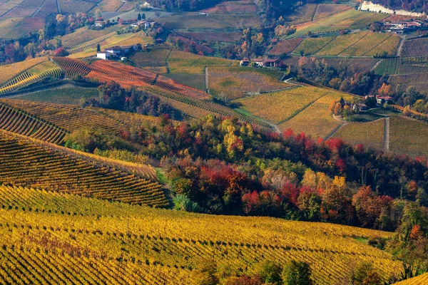 Jesienne winnice i kolorowe drzewa na wzgórzach Langhe. — Zdjęcie stockowe