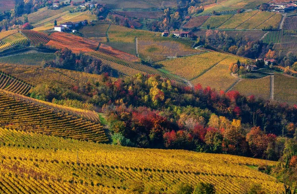 Jesienne winnice i kolorowe drzewa na wzgórzach Langhe. — Zdjęcie stockowe