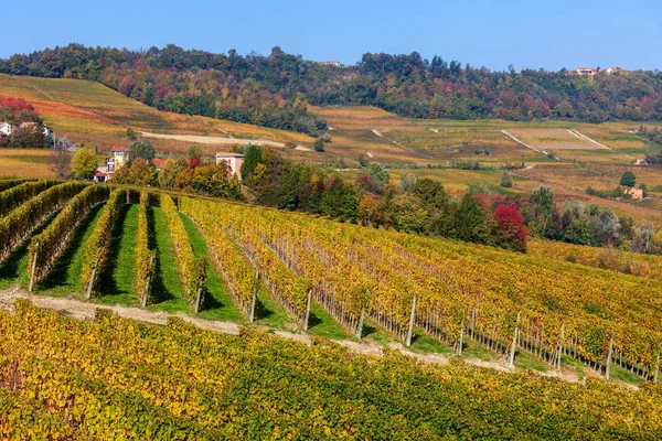 Widok na kolorowe jesienne winnice we Włoszech. — Zdjęcie stockowe