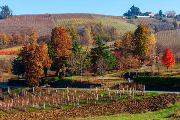 Coloridos árboles otoñales y viñedos en Italia . — Foto de Stock