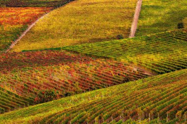 Kuzey İtalya 'daki Piedmont tepelerinde güzel sonbahar üzüm bağlarının manzarası büyür..