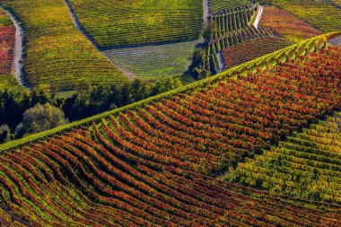 İtalya 'nın Piedmont kentindeki tepelerdeki renkli üzüm bağlarının manzarası.
