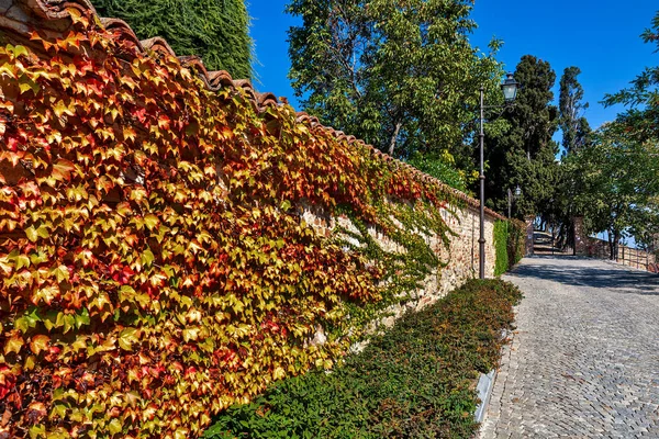 意大利北部皮埃蒙特小镇Guarene的砖墙上长着红色 黄色和橙色叶子的常春藤 — 图库照片