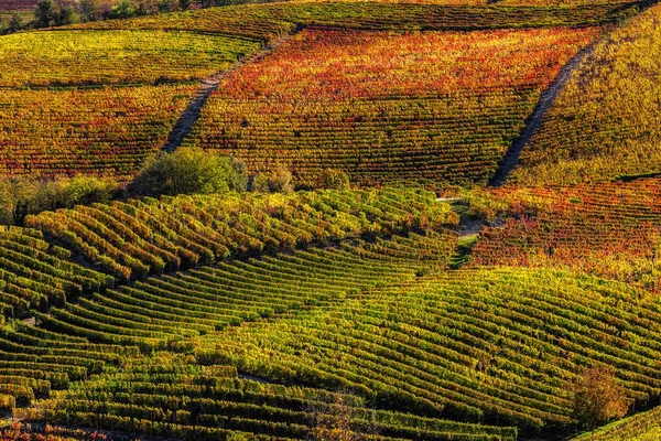 Vinhas Outonais Nas Colinas Langhe Piemonte Norte Itália — Fotografia de Stock