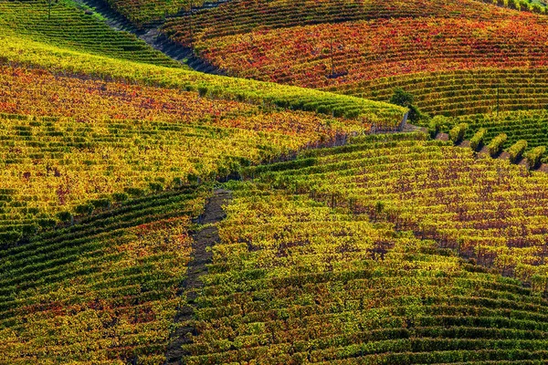 Vista Viñedos Coloridos Las Colinas Langhe Otoño Piamonte Norte Italia — Foto de Stock