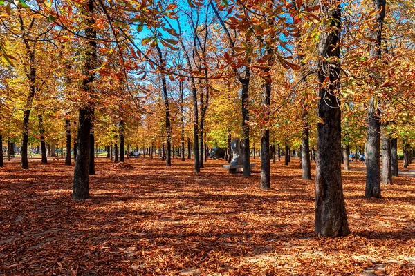 Деревья Оранжевой Листвы Земли Покрыты Красными Опавшими Листьями Знаменитом Саду — стоковое фото