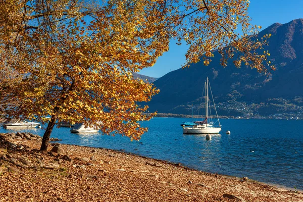 Tree Yellow Leaves Lake Shore Famous Lake Maggiore Yacht Background — Stock Photo, Image