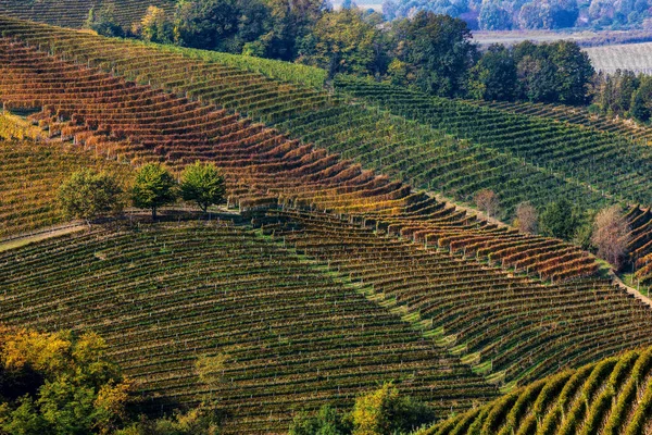 Widok Piękne Jesienne Winnice Wzgórzach Roero Piemoncie Północne Włochy — Zdjęcie stockowe
