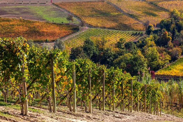 秋のブドウ畑はイタリア北部のピエモンテ州ランゲの丘で栽培されています — ストック写真