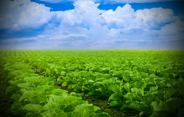 野菜は夏にフィールドで成長 — ストック写真