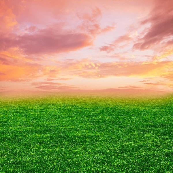 すべての空の夕焼けにツリーと罰金の緑の草原 — ストック写真
