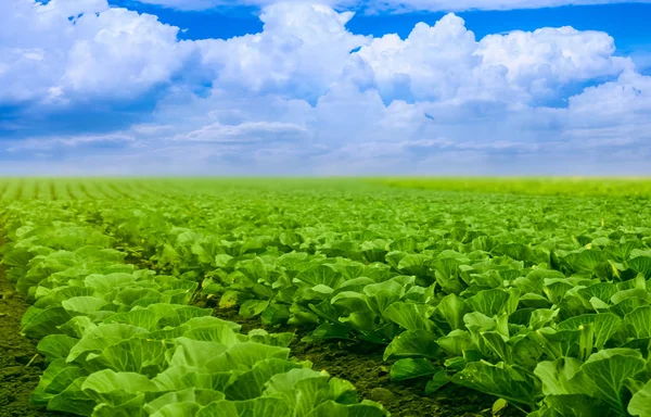 野菜は夏にフィールドで成長 — ストック写真