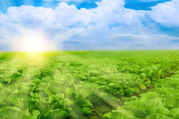 Légumes Poussant Sur Champ Été Images De Stock Libres De Droits