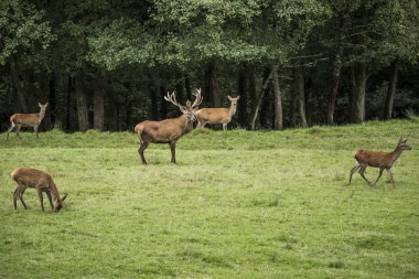 Alageyik grup ahşap yakınındaki bir çayır üzerinde