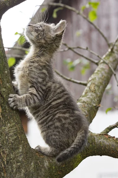 彼の自然の生息地で屋外愛らしい子猫 — ストック写真