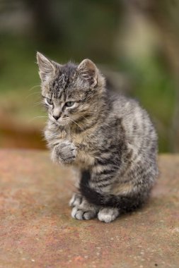 Sevimli kedi yavrusu açık onun doğal ortamlarında