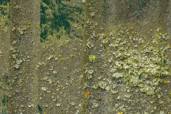 Logam Lempengan Dengan Jejak Lumut Hijau Dalam Detail Sebagai Latar — Stok Foto