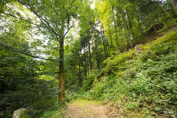 Földúton Zöld Alpesi Völgy Leveles Zöld Erdei Fák — Stock Fotó